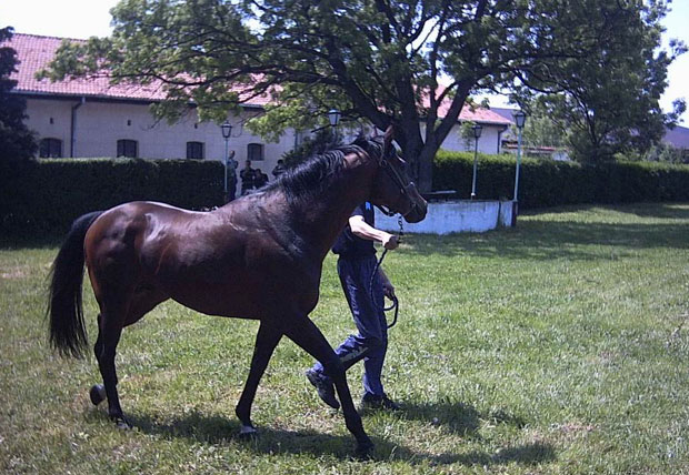 Изложба коња свих раса